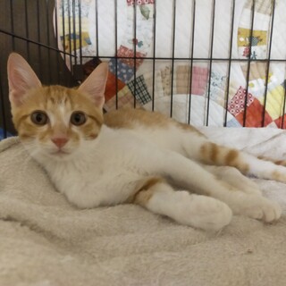 兄妹　4ヶ月　茶白 男の子 里親さん募集 立川