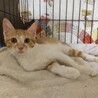 兄妹　4ヶ月　茶白 男の子 里親さん募集 立川 サムネイル1