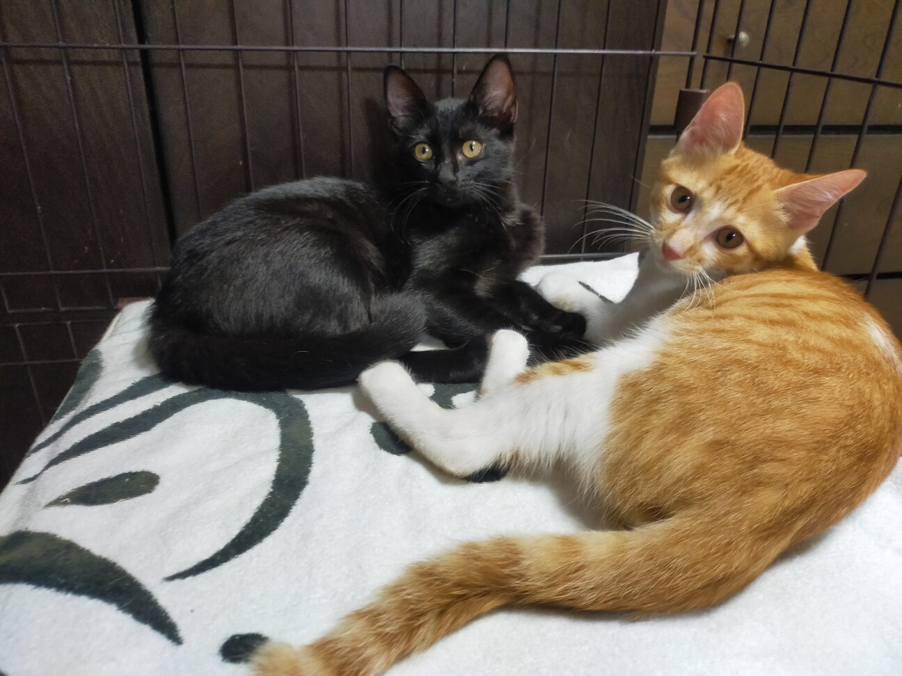 兄妹　4ヶ月　茶白 男の子 里親さん募集 立川 サムネイル2