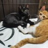 兄妹　4ヶ月　茶白 男の子 里親さん募集 立川 サムネイル2