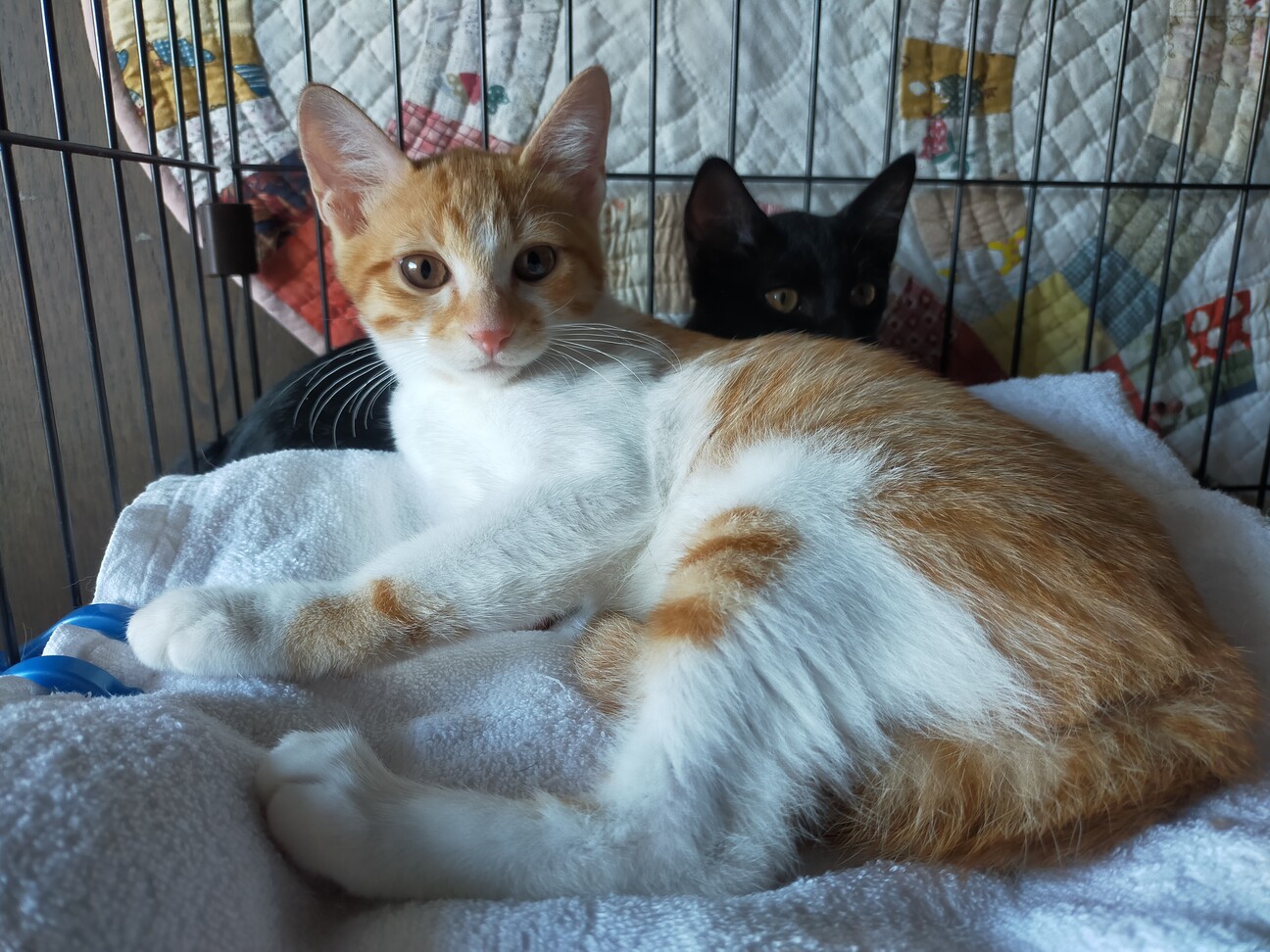 兄妹　4ヶ月　茶白 男の子 里親さん募集 立川 サムネイル3