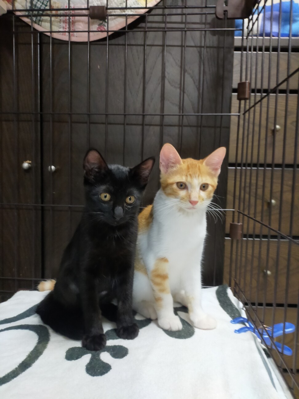 兄妹　4ヶ月　茶白 男の子 里親さん募集 立川 サムネイル4