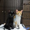 兄妹　4ヶ月　茶白 男の子 里親さん募集 立川 サムネイル4