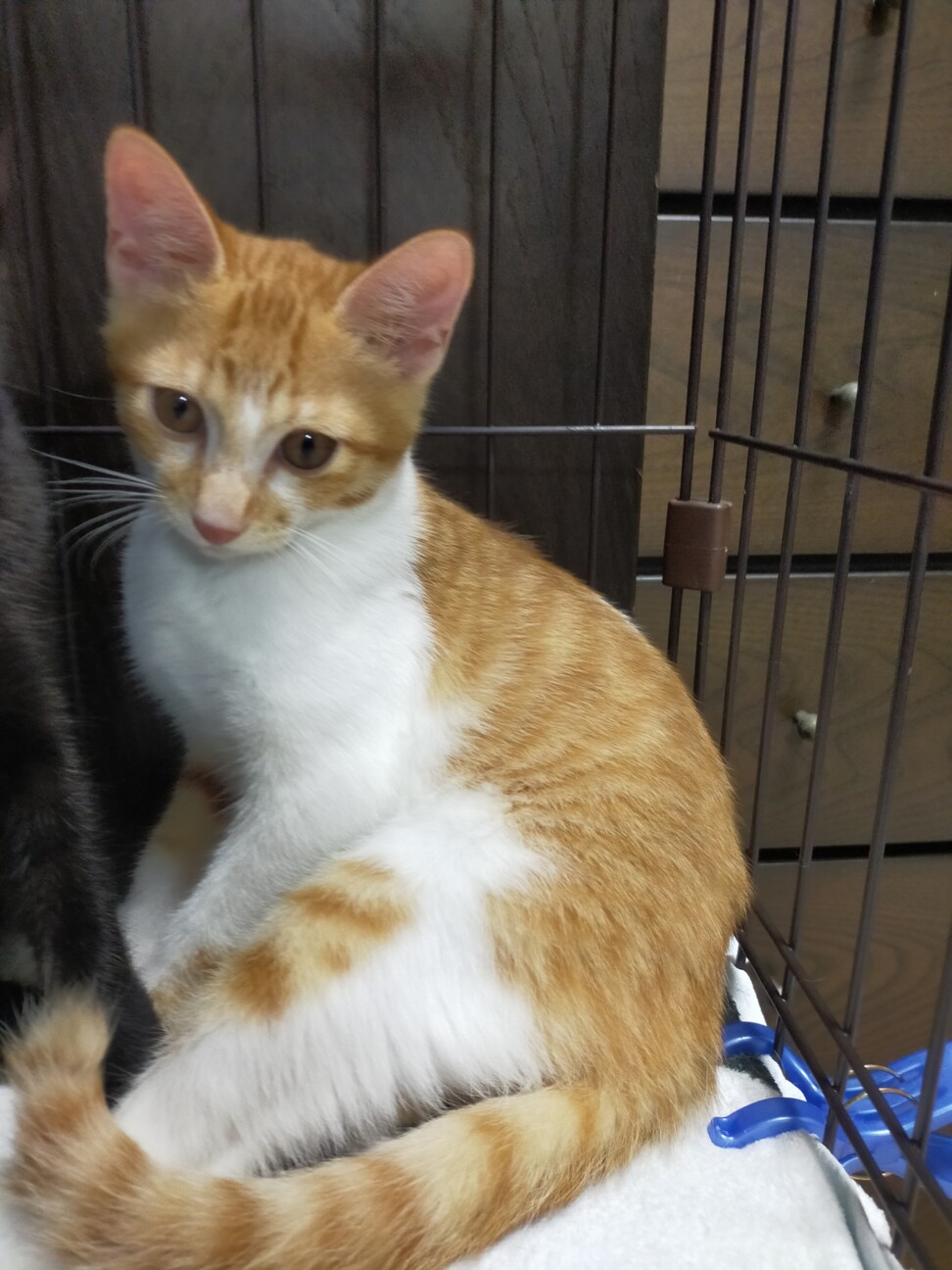 兄妹　4ヶ月　茶白 男の子 里親さん募集 立川 サムネイル5