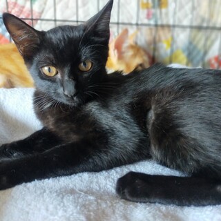 兄妹　4ヶ月　黒 女の子 里親さん募集 立川