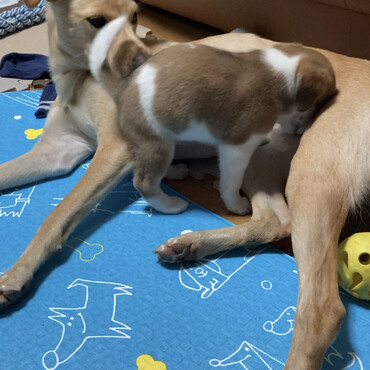 青空兄ちゃん　お母さんじゃないよ