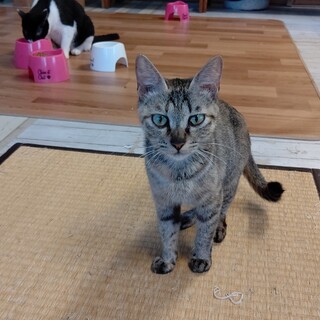 【保護猫】飴2歳♀キジサビ