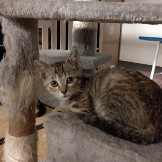 【保護猫】ごんごん♀子猫・キジトラ