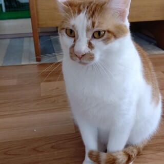 【保護猫】にゃんにゃ推定２歳♂茶白