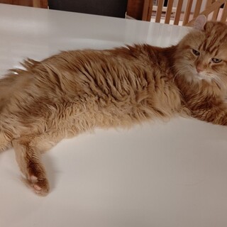 【保護猫】長老♂アメリカンカール