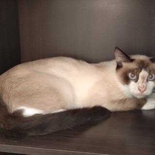 【保護猫】パンくん推定1歳♂MIX