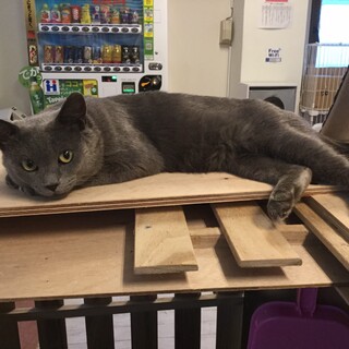 【保護猫】ロシアン推定2歳♂グレー