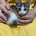 急募！子猫の三毛ちゃん里親募集中❗️