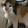 急募！子猫の三毛ちゃん里親募集中❗️ サムネイル2
