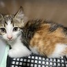 急募！子猫の三毛ちゃん里親募集中❗️ サムネイル3