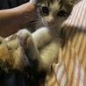 急募！子猫の三毛ちゃん里親募集中❗️ サムネイル4