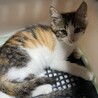 急募！子猫の三毛ちゃん里親募集中❗️ サムネイル5