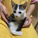 急募！子猫のブチちゃん里親募集中❗️