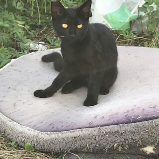 5か月の女の子♡カギ尻尾の黒猫ちゃん　避妊手術済み