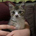 奇跡の猫ミラ　１０ヶ月