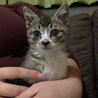 奇跡の猫ミラ　１０ヶ月