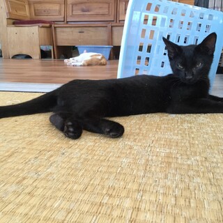 【保護猫】ちっち♂子猫・黒猫【トライアル決定】