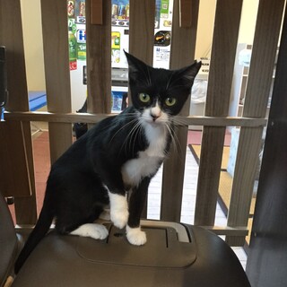 【保護猫】ハニーちゃん♀ハチワレ