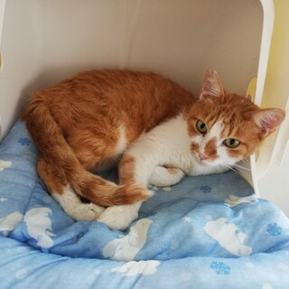 【保護猫】うにゃにゃ推定6歳♂茶白