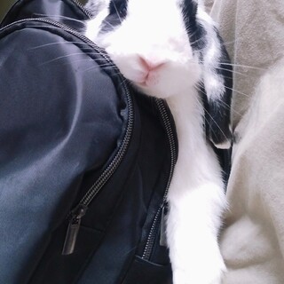 可愛いサちゃんの新しいお家募集