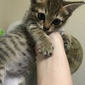 野良母猫妊婦の為育児放棄気味になった為保護
