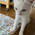 カワイイ眉毛の白猫ちゃんです！