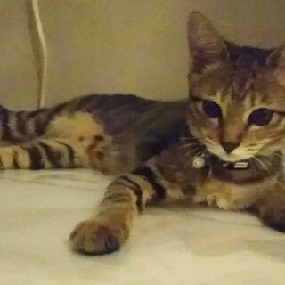【おうち決定！】キジトラ美猫ちゃん☆女の子☆
