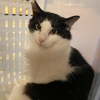 【保護猫】おとさん♂長毛ハチワレ【トライアル決定】