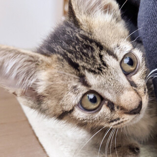 cuteキジトラ女子☆てん