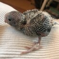 セキセイインコ 雛1羽