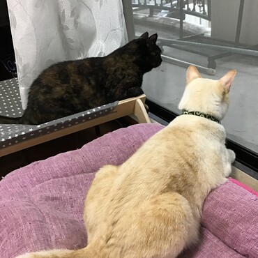 ちょこママ、銀ちゃん、九州のみんな大丈夫だったかなぁ～～