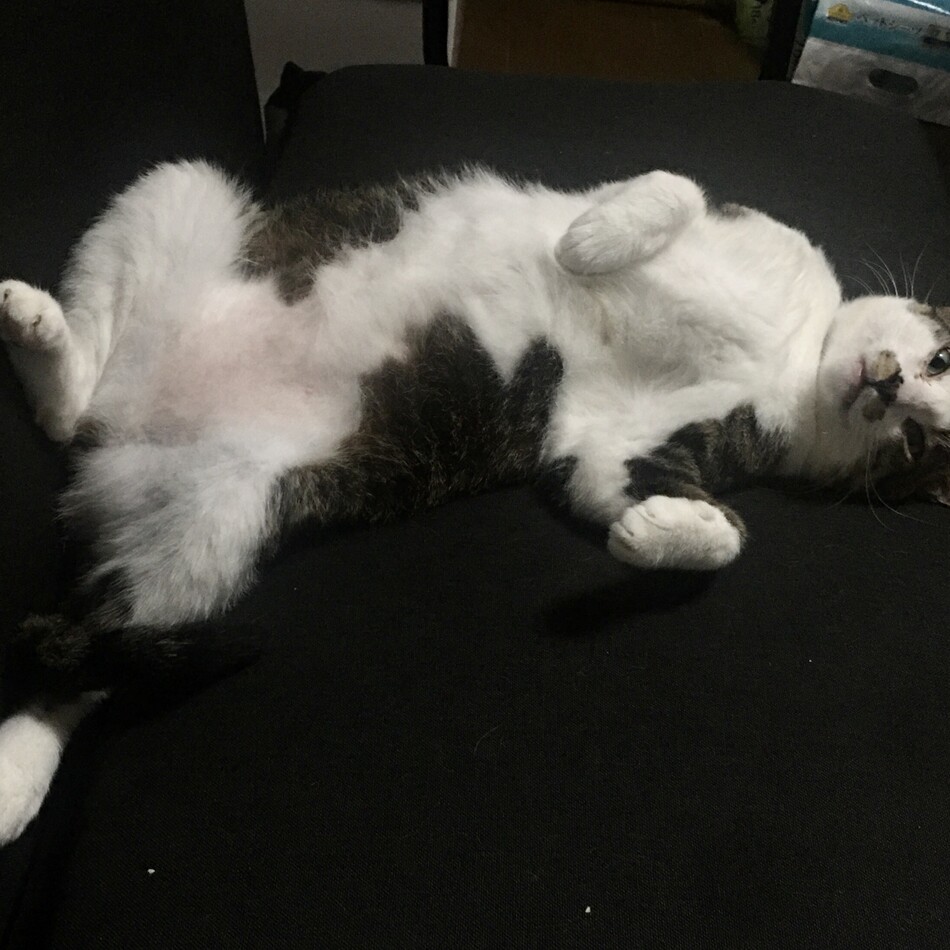 ジェードのカバー写真