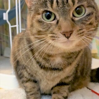 目ヂカラ女子メルちゃん　推定９歳