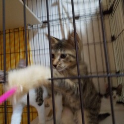 「野良猫一家との出会いから・・・。」サムネイル3