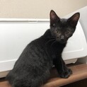 ★★まるまるしっぽの黒猫おとこのこ★★４ヶ月