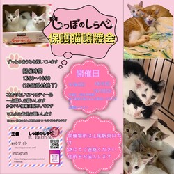 【猫】しっぽのしらべ第１回譲渡会