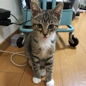 ★★ドラえもん靴下のキジシロ男の子★★４ヶ月