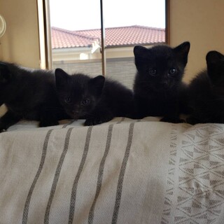 1匹可　黒猫4兄弟　♂1♀3
