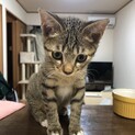 ★★ちょっと困り顔がかわいいキジトラ★★女の子
