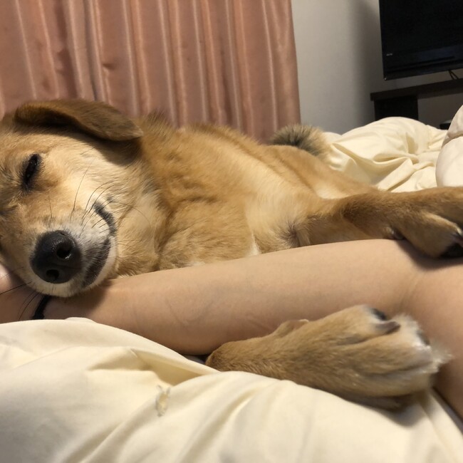 蔦本　祐子のカバー写真