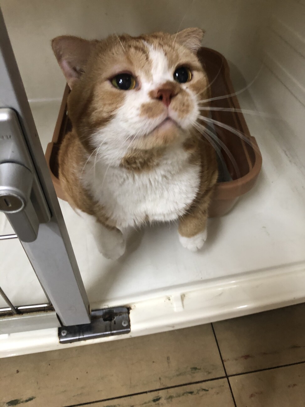 ふてにゃん 大阪府 猫の里親募集 ペットのおうち 月間利用者150万人 ふてにゃん 大阪府 猫の里親募集 ペットのおうち 月間利用者150万人