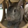 保護うさぎ(かくれんぼーず)ジェスロくん サムネイル3
