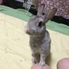 保護うさぎ(かくれんぼーず)ジェスロくん サムネイル4