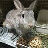 保護うさぎ(かくれんぼーず)ジェスロくん サムネイル6