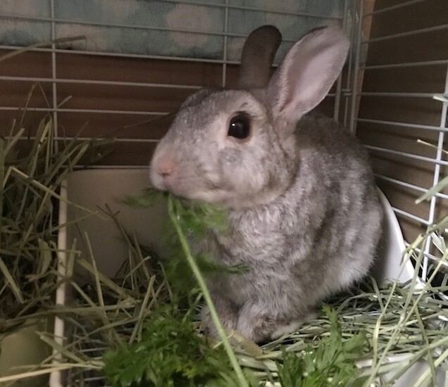 保護うさぎ(かくれんぼーず)ジェスロくん サムネイル7